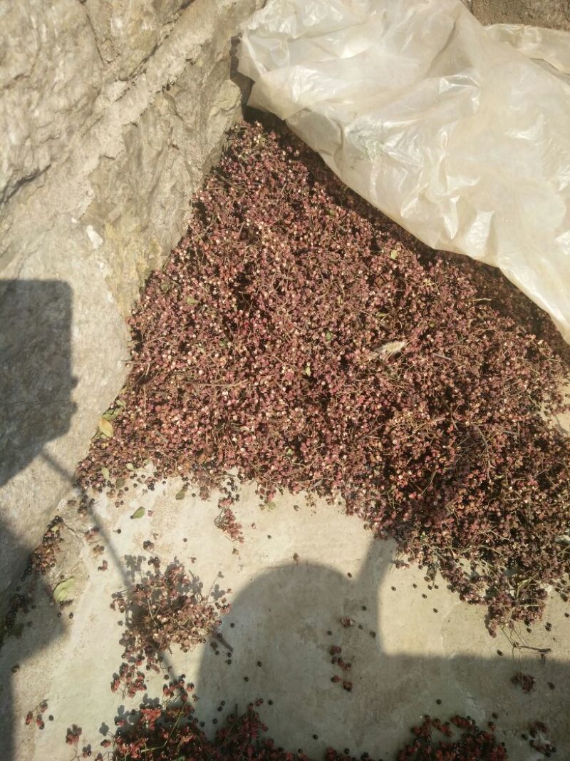 花椒种子
