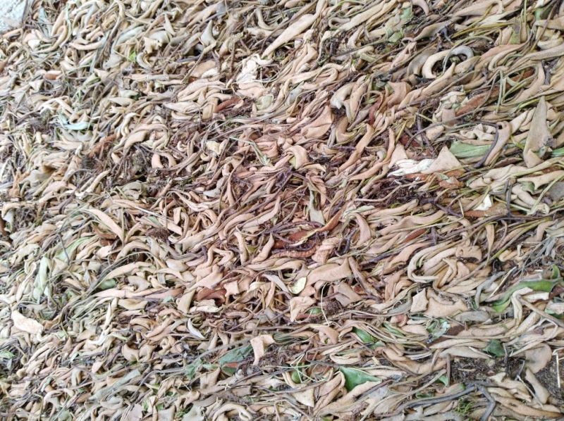 【中药材】石韦小叶全草含根率不超百分之5