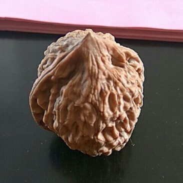 文玩核桃苗三年苗手玩核桃树苗5公分以上文玩核桃树苗