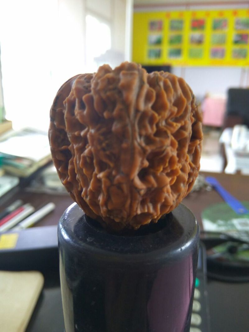 文玩核桃苗三年苗手玩核桃树苗5公分以上文玩核桃树苗