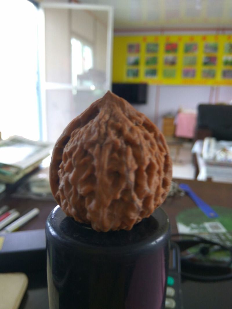 文玩核桃苗三年苗手玩核桃树苗5公分以上文玩核桃树苗