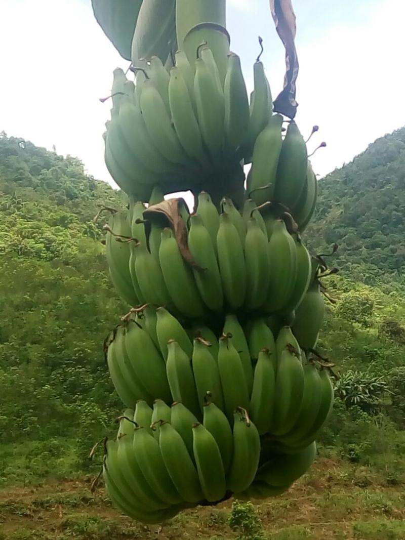 芭蕉八成熟云南高原芭蕉