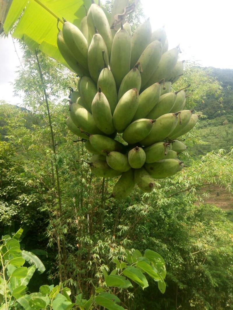 芭蕉八成熟云南高原芭蕉