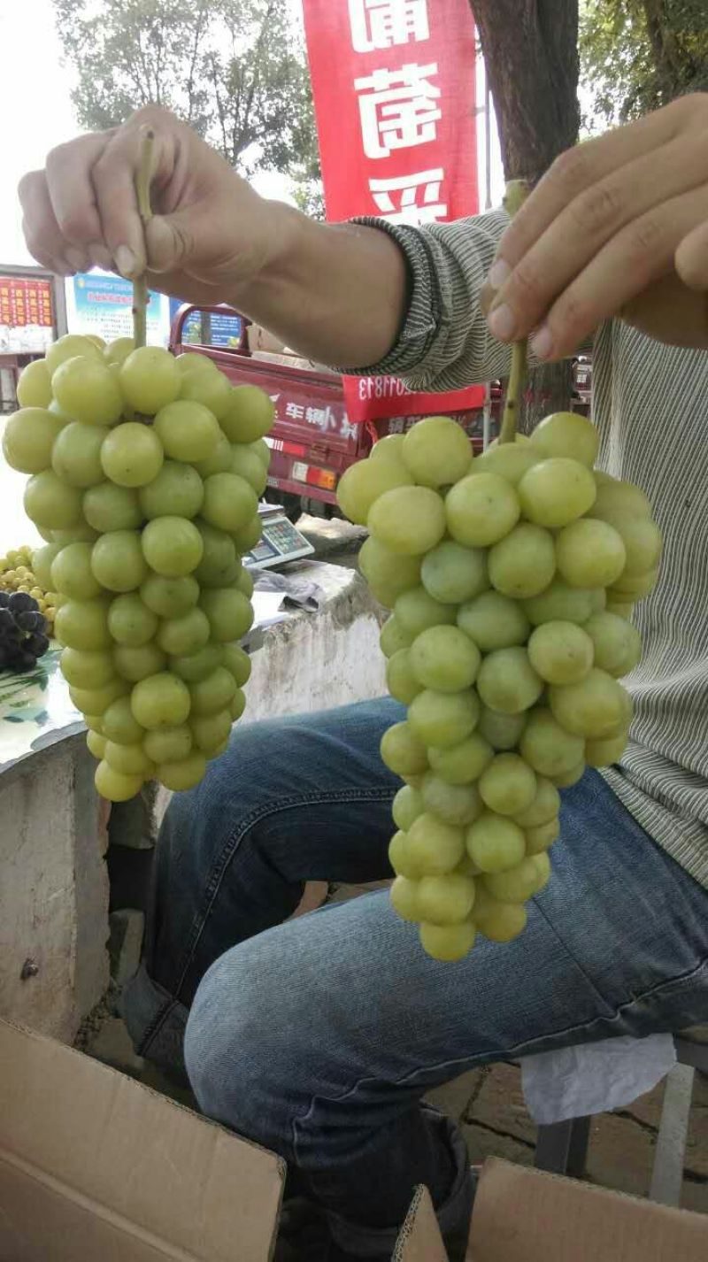 阳光玫瑰葡萄大量有货产地直发物美价廉可视频看货