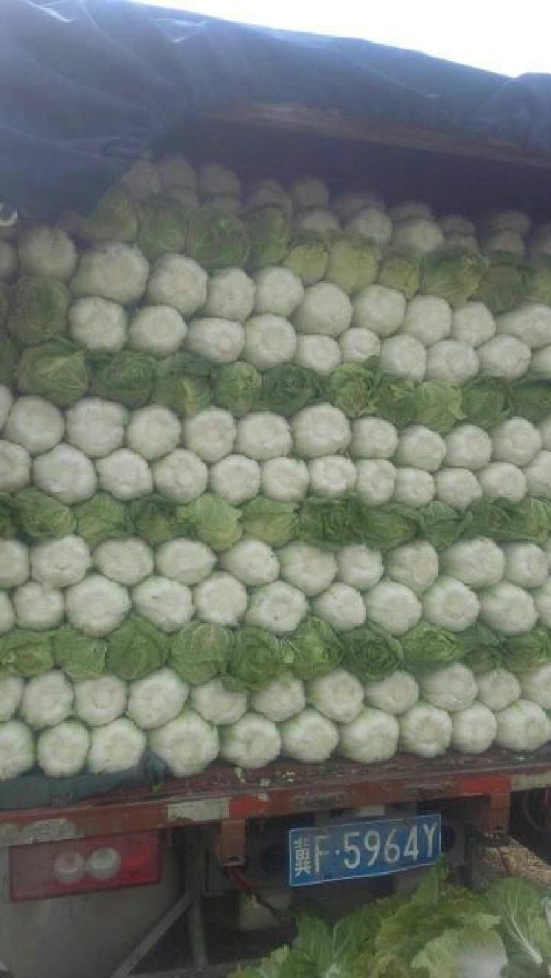 黄心菜白菜4~6斤净菜