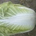 黄心菜白菜4~6斤净菜
