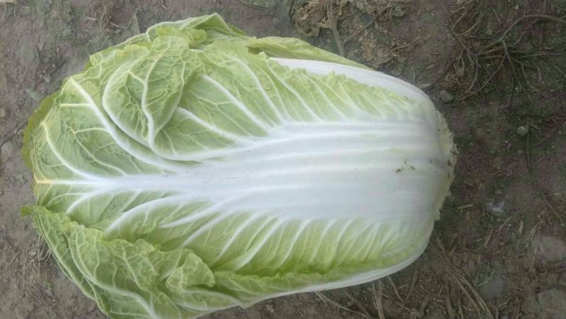 黄心菜白菜4~6斤净菜