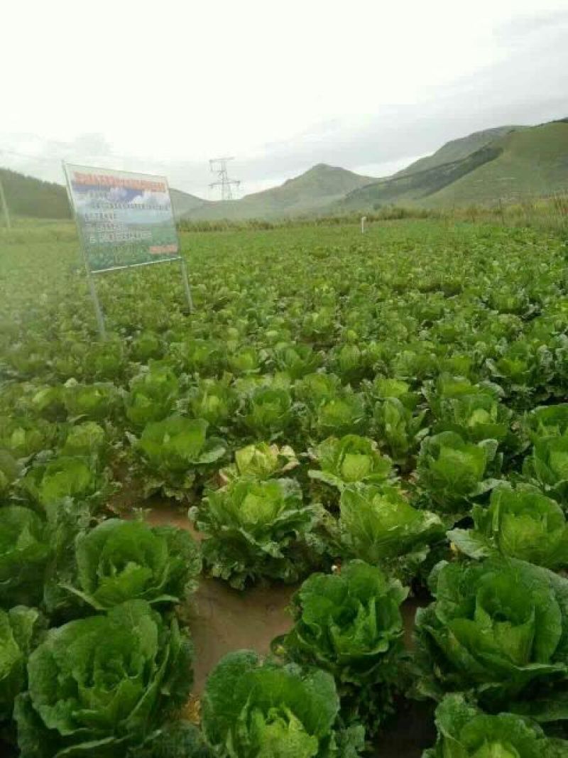 黄心菜白菜4~6斤净菜