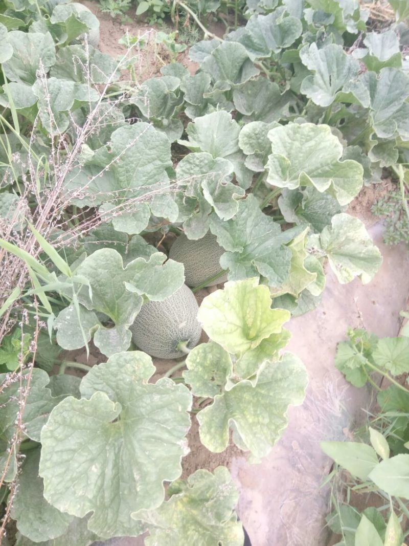 西州蜜瓜3斤以上椭圆形