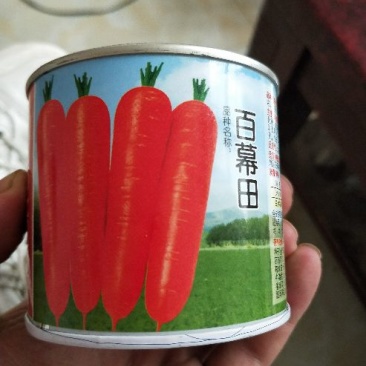 胡萝卜种子