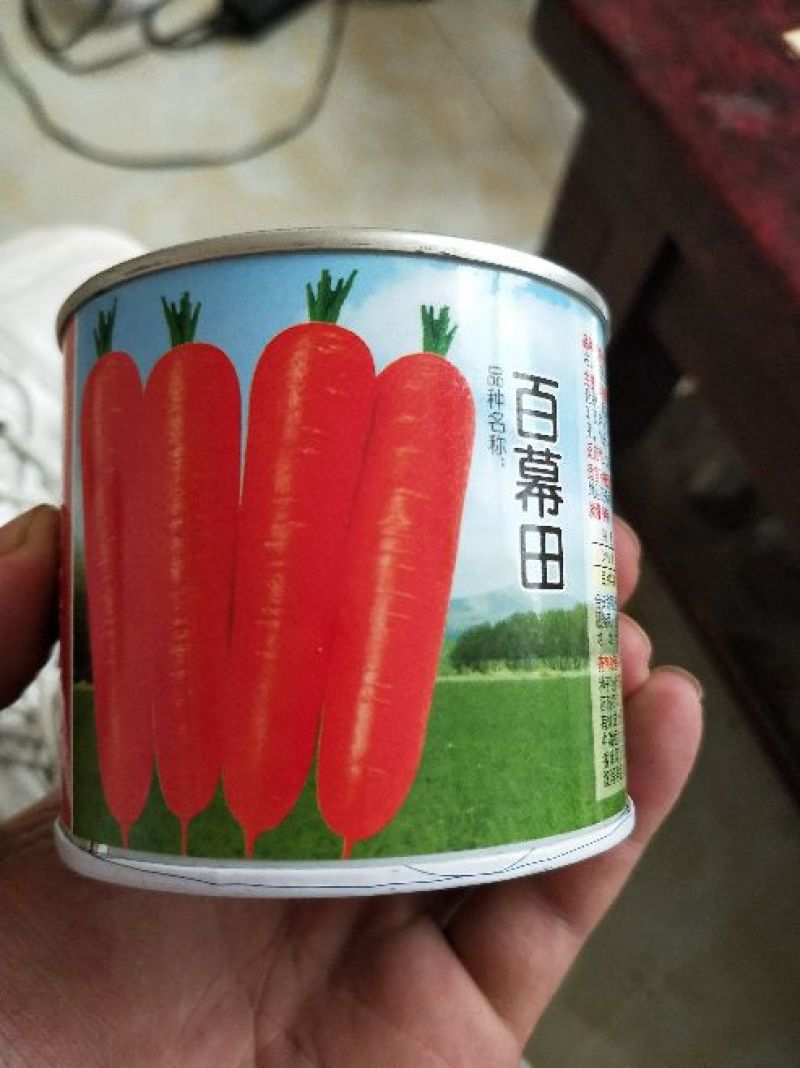 胡萝卜种子
