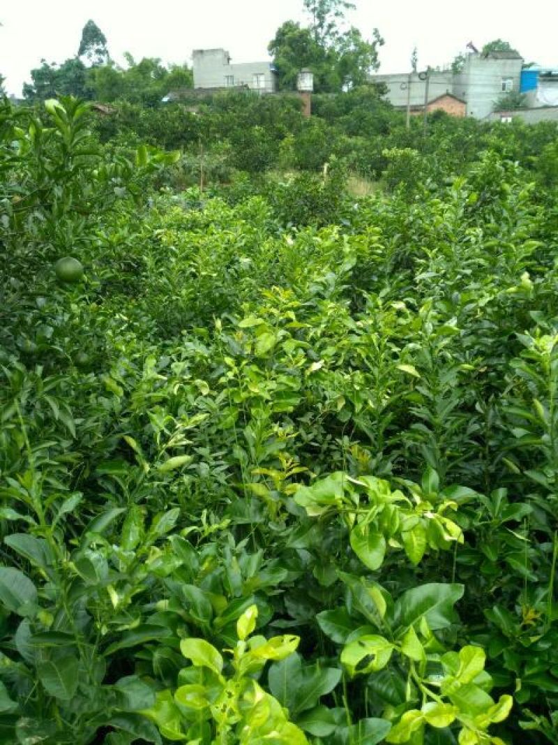 四川眉山大量出售柚子树苗