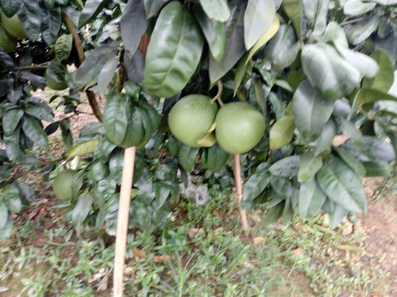 四川眉山大量出售柚子树苗