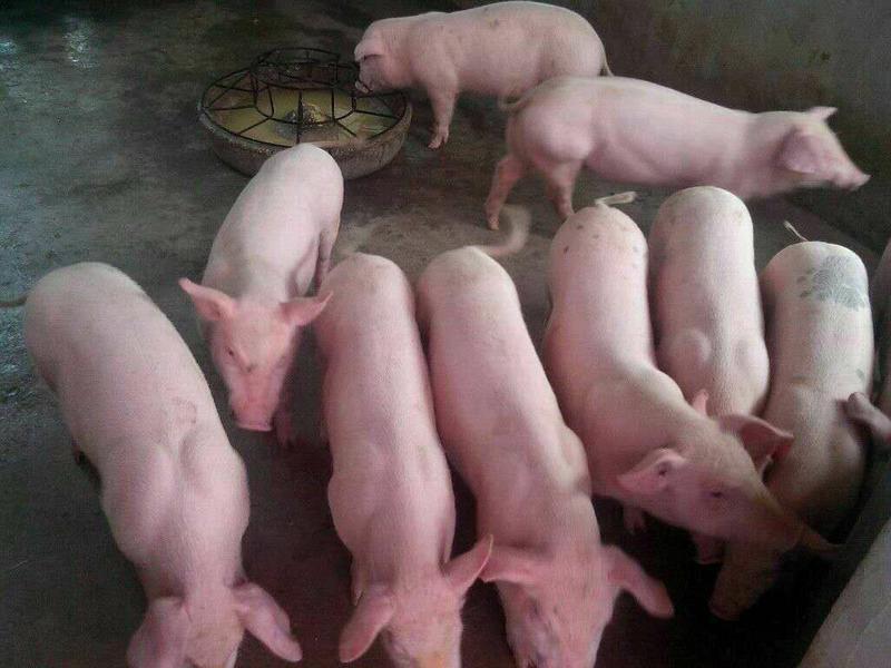 福猪场直销仔猪苗黑猪黑土仔猪20~30斤货源充全国发货