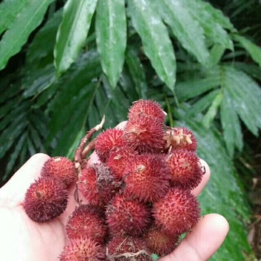 砂仁苗