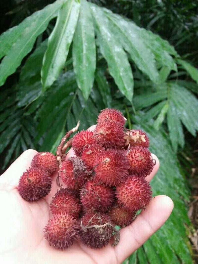 砂仁苗
