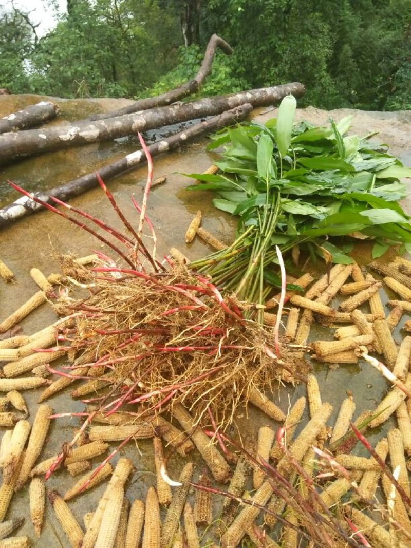 砂仁苗