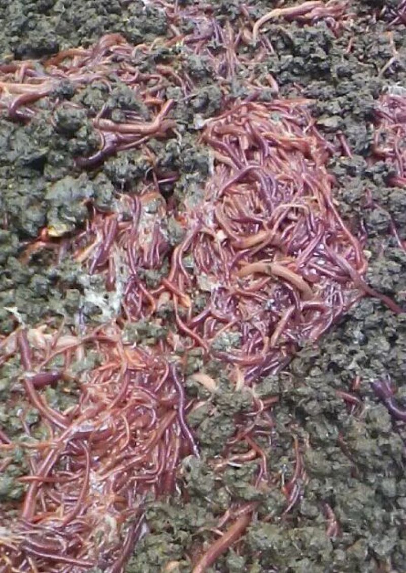 蚯蚓作种