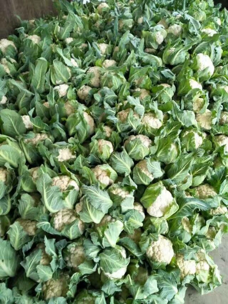 菜花紧密乳白2斤