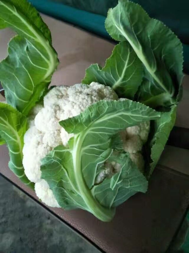 菜花紧密乳白2斤