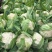 菜花紧密乳白2斤