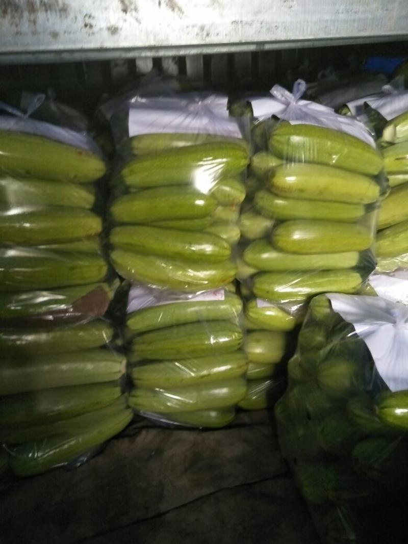 河北昌黎精品油绿西湖大量上市中西葫芦0.6斤以上油瓜