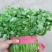 茴香30~40cm