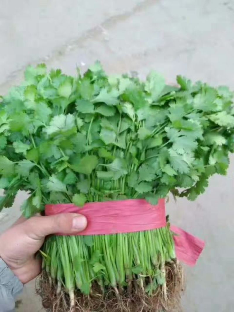 茴香30~40cm