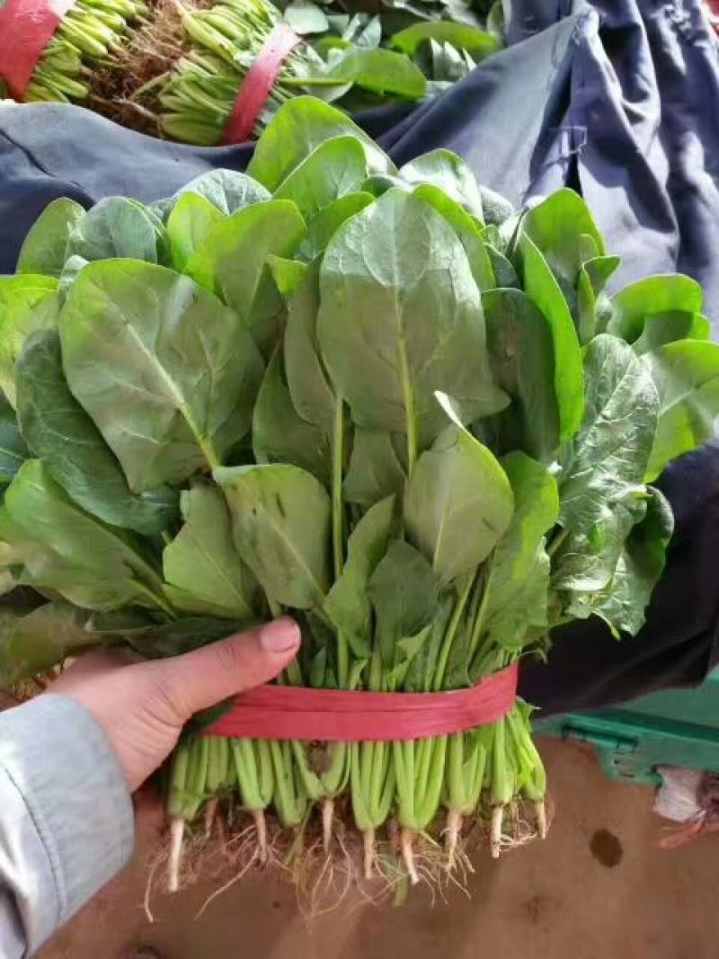 茴香30~40cm