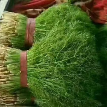 茴香30~40cm