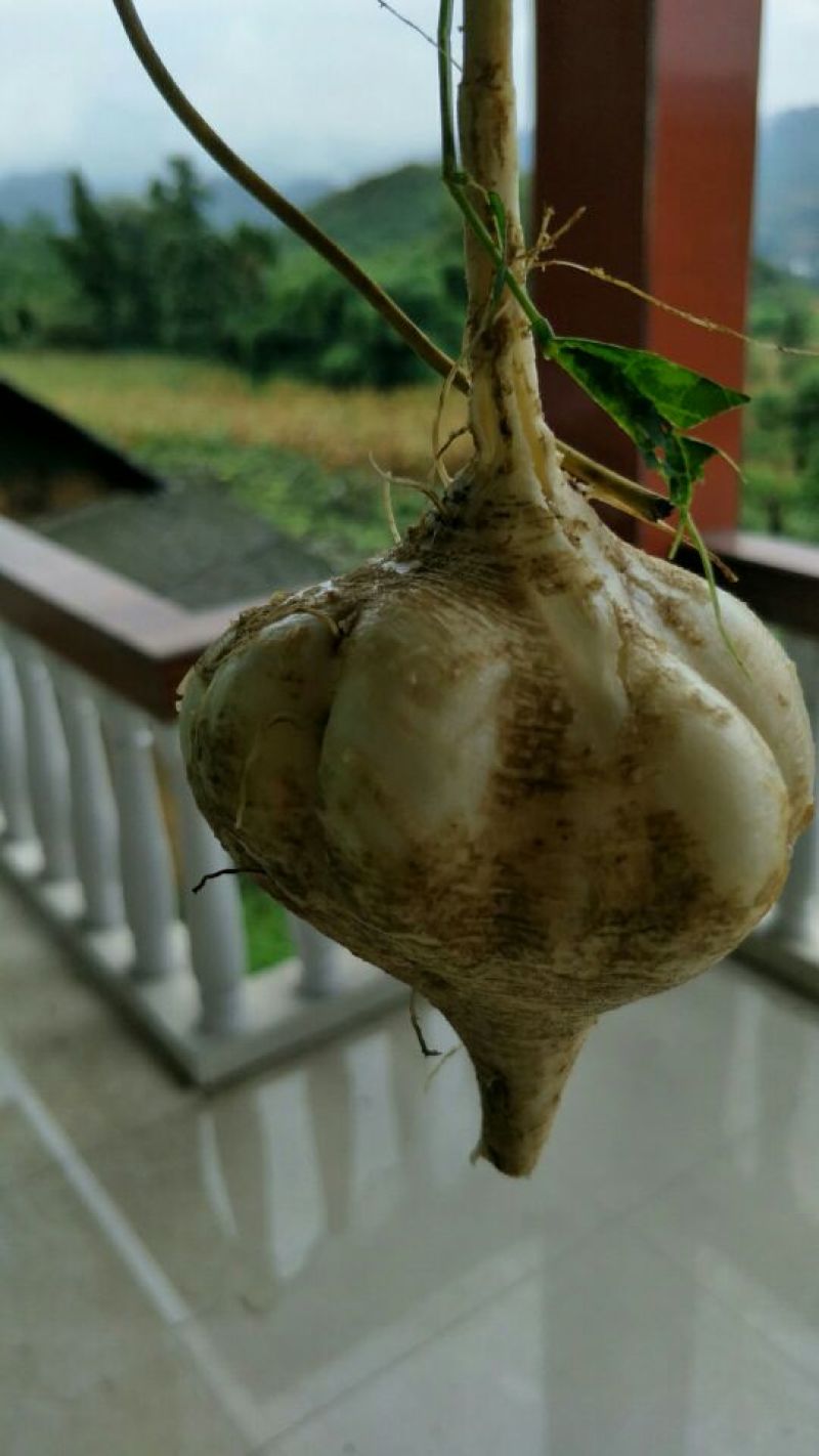 土瓜