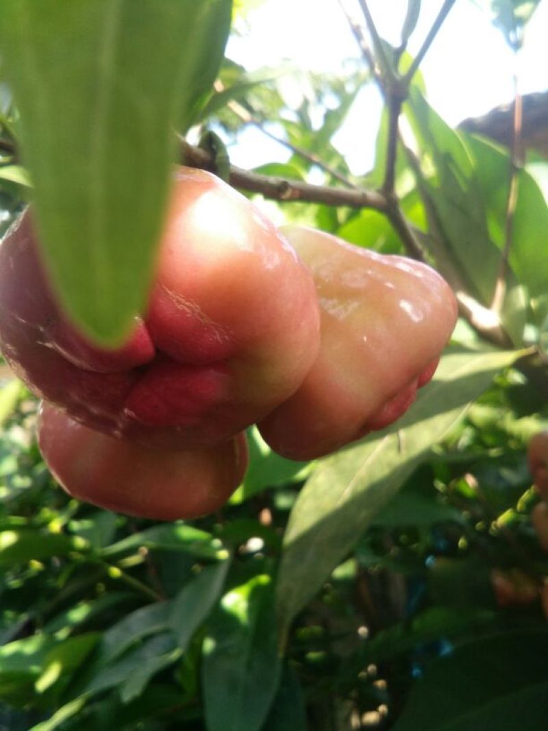 红莲雾果树苗
