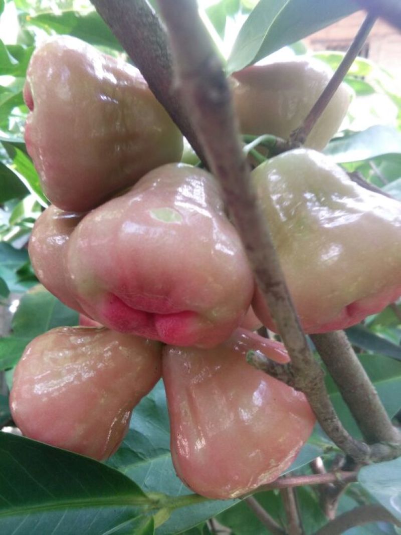 红莲雾果树苗
