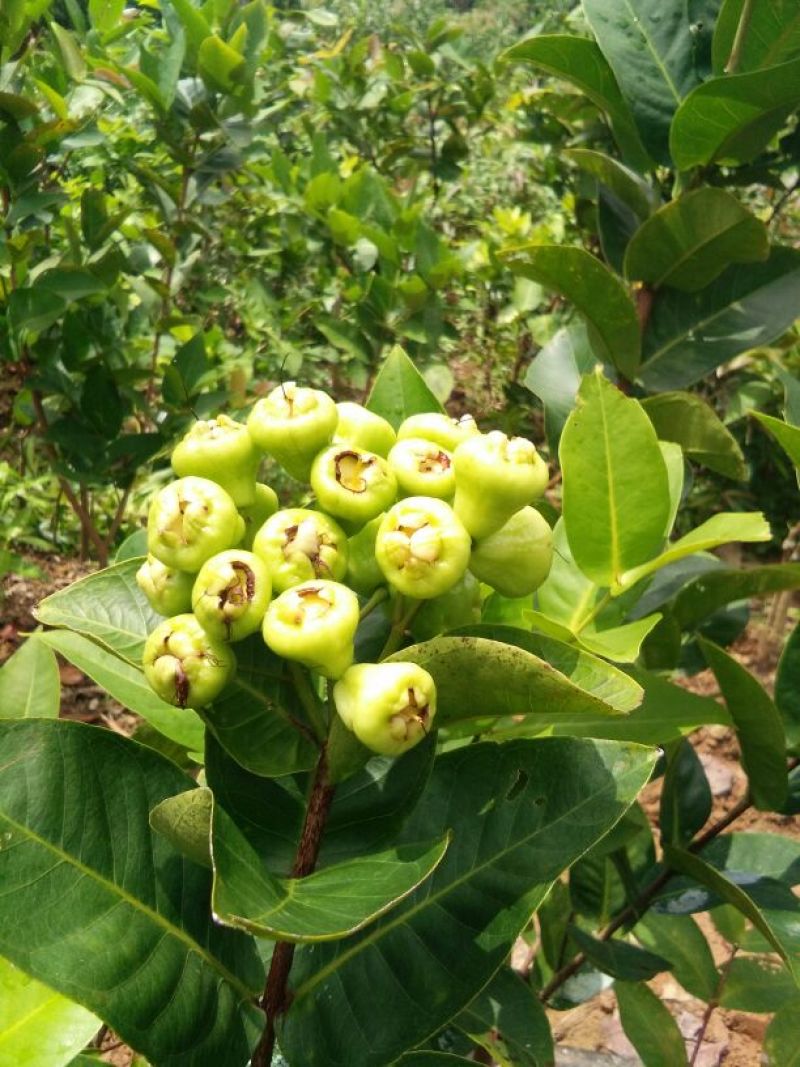 红莲雾果树苗