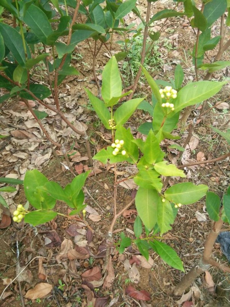 红莲雾果树苗