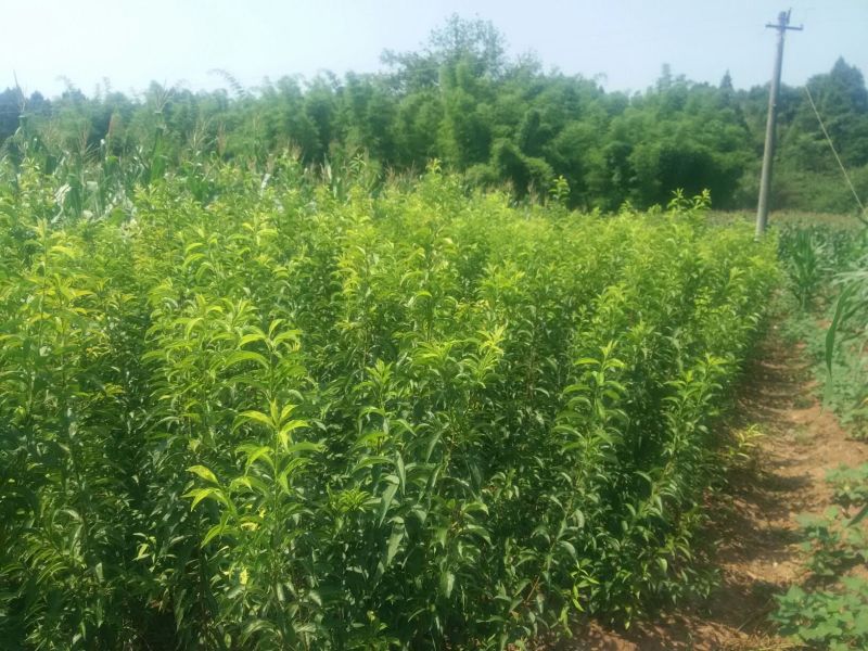 茂县青脆李子苗脱骨脆甜化