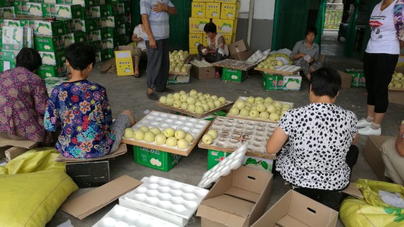 酥梨200~250g纸袋
