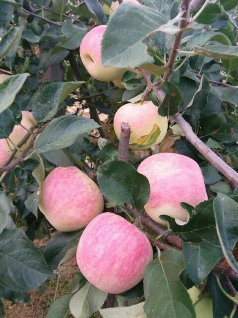 万亩【红星苹果】膜袋、纸袋中秋送礼价格美丽～不零售