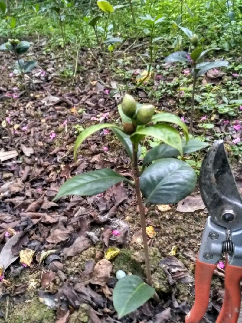 山茶花苗，大红茶花苗，品种茶花种植户基地直销