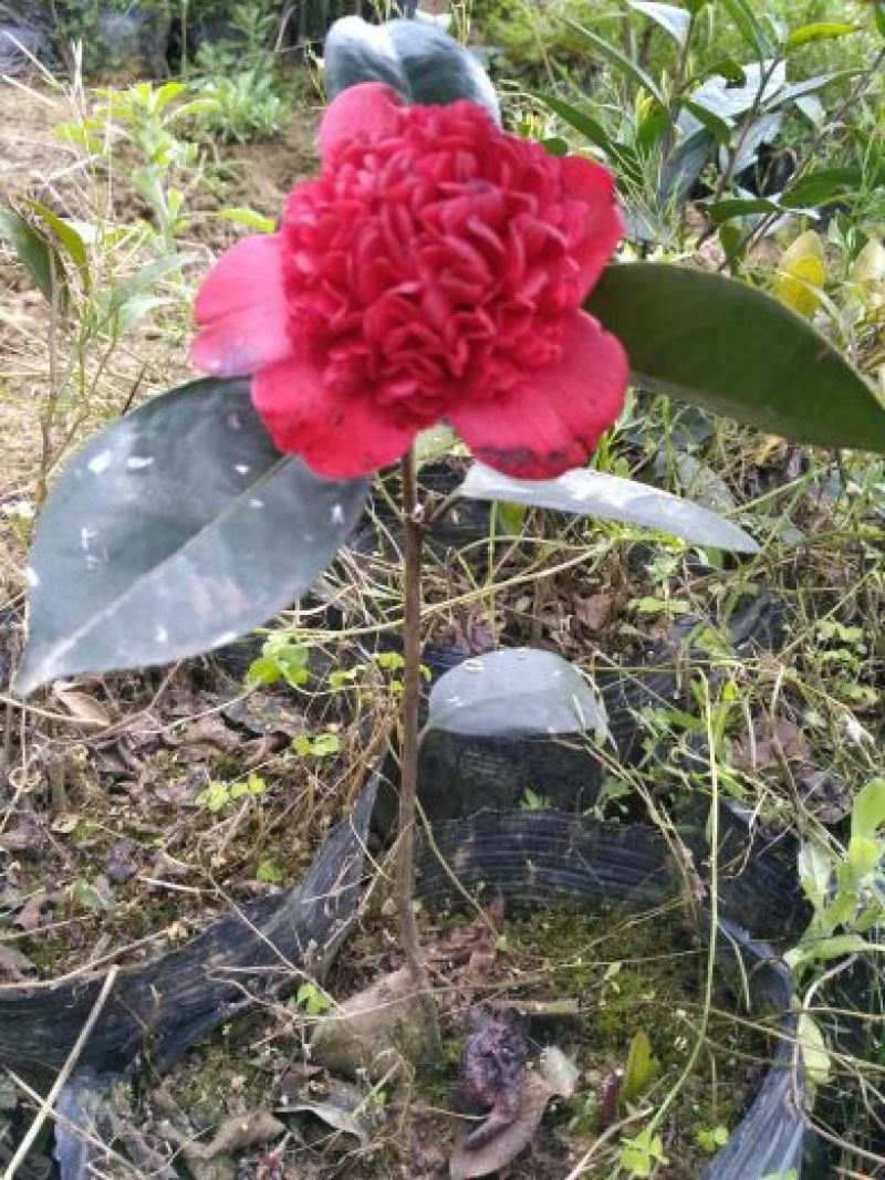 山茶花苗，大红茶花苗，品种茶花种植户基地直销