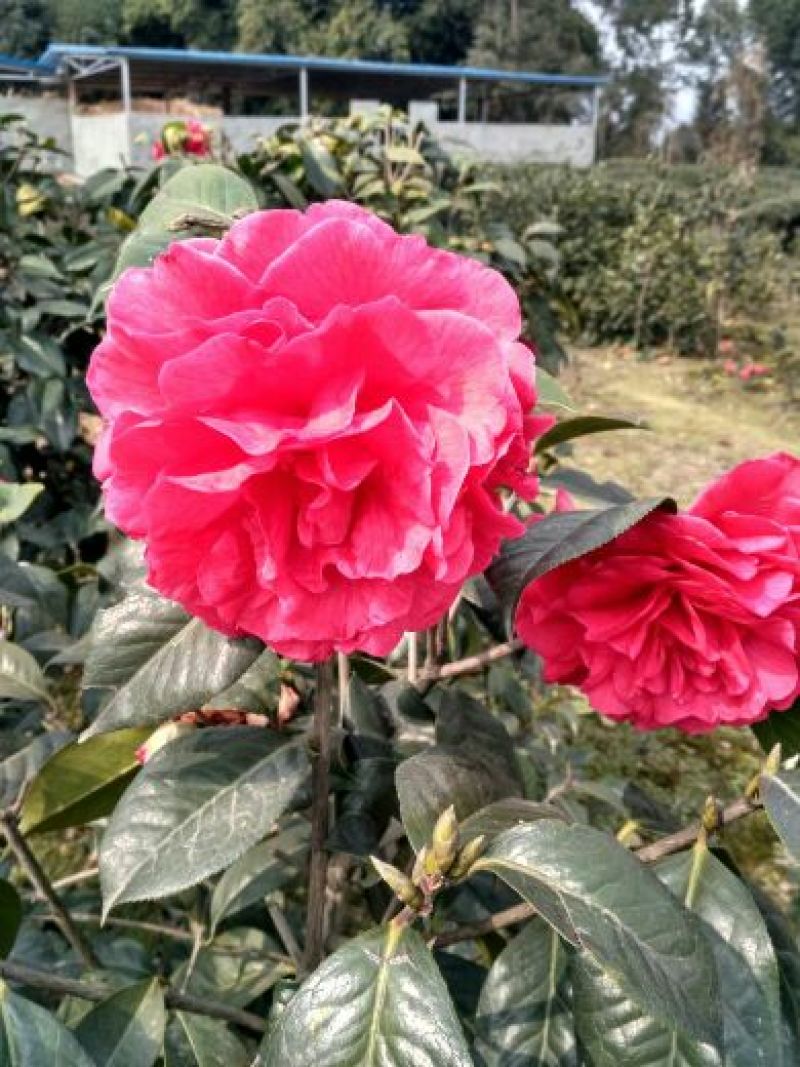 山茶花苗，大红茶花苗，品种茶花种植户基地直销