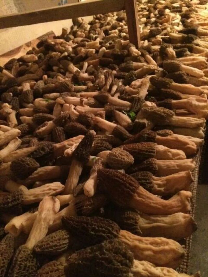 竹荪特级
