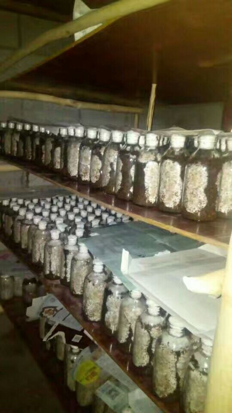 竹荪特级