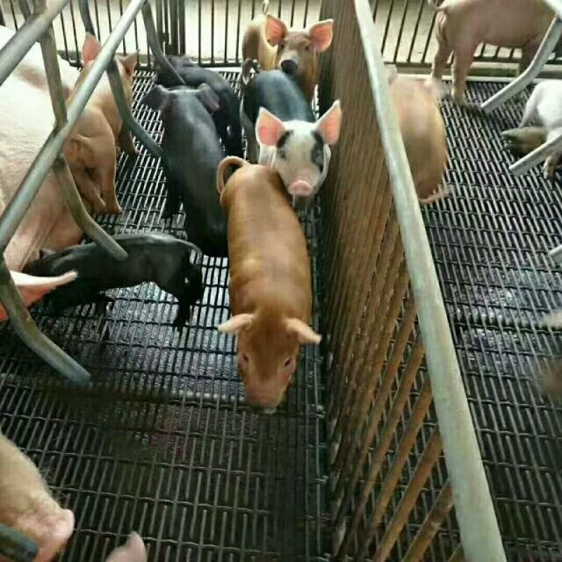 铁丝网