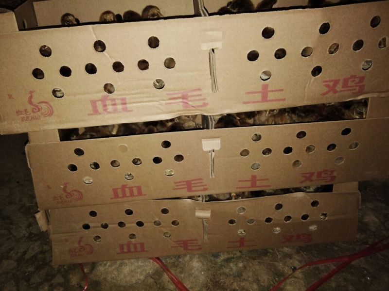 血毛土鸡苗脱温苗500克以下雄
