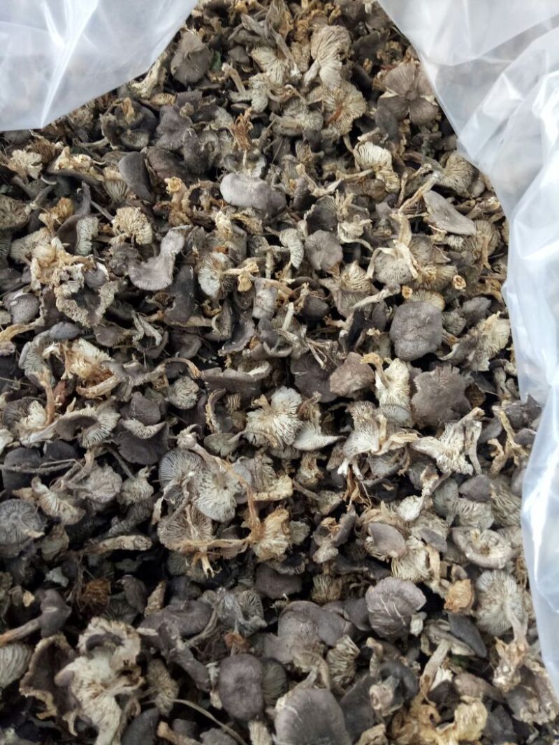 小灰蘑野生菌，小鸡炖蘑菇