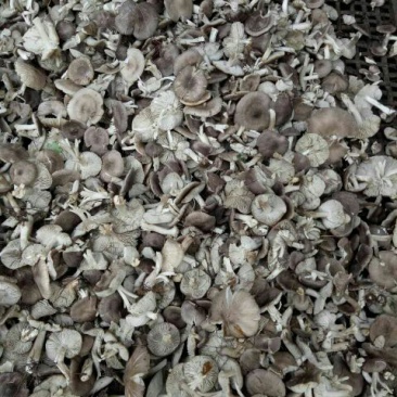 小灰蘑野生菌，小鸡炖蘑菇