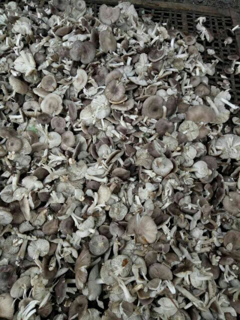 小灰蘑野生菌，小鸡炖蘑菇