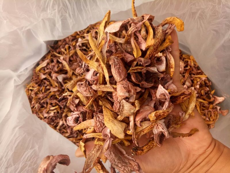 松树菌特级烤干条，块，串