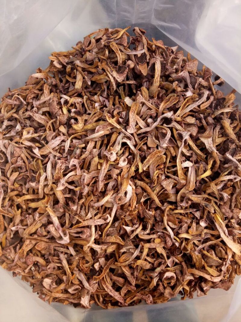 松树菌特级烤干条，块，串